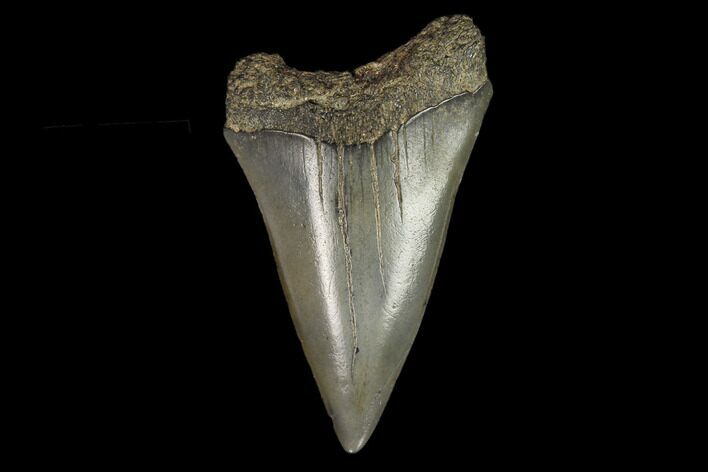 Fossil Mako Shark Tooth - South Carolina #128740